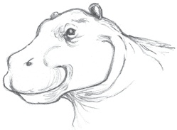 Иллюстрация к книге — Где-то там гиппопотам  [i_252.jpg]