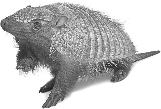 Иллюстрация к книге — Записки путешествующего ветеринара: нескучные истории о диких пациентах  [i_004.jpg]