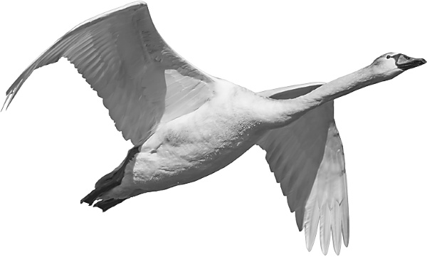 Иллюстрация к книге — Записки путешествующего ветеринара: нескучные истории о диких пациентах  [i_012.jpg]