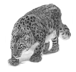 Иллюстрация к книге — Записки путешествующего ветеринара: нескучные истории о диких пациентах  [i_019.jpg]