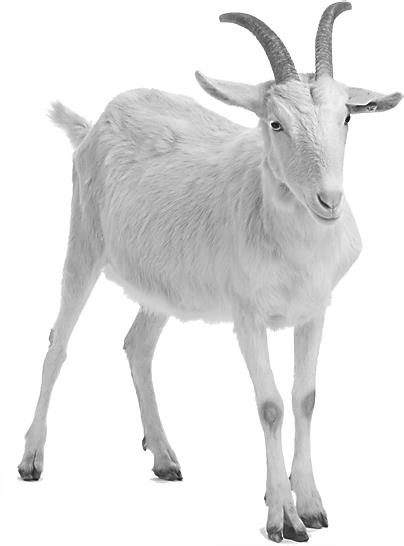 Иллюстрация к книге — Записки путешествующего ветеринара: нескучные истории о диких пациентах  [i_022.jpg]