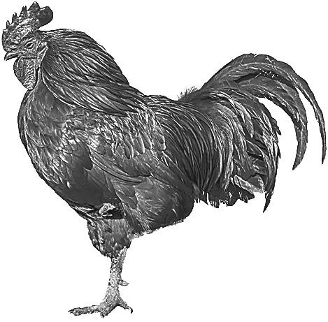 Иллюстрация к книге — Записки путешествующего ветеринара: нескучные истории о диких пациентах  [i_029.jpg]