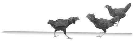 Иллюстрация к книге — Записки путешествующего ветеринара: нескучные истории о диких пациентах  [i_031.jpg]