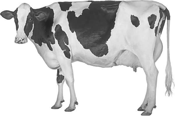 Иллюстрация к книге — Записки путешествующего ветеринара: нескучные истории о диких пациентах  [i_036.jpg]