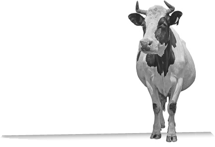 Иллюстрация к книге — Записки путешествующего ветеринара: нескучные истории о диких пациентах  [i_038.jpg]