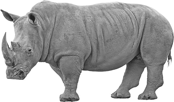 Иллюстрация к книге — Записки путешествующего ветеринара: нескучные истории о диких пациентах  [i_039.jpg]