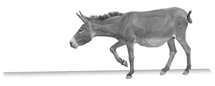 Иллюстрация к книге — Записки путешествующего ветеринара: нескучные истории о диких пациентах  [i_046.jpg]