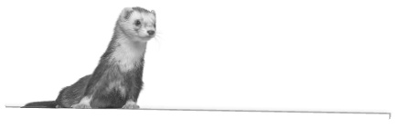 Иллюстрация к книге — Записки путешествующего ветеринара: нескучные истории о диких пациентах  [i_050.jpg]