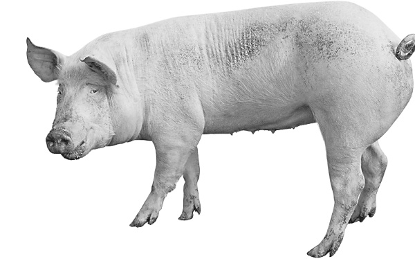 Иллюстрация к книге — Записки путешествующего ветеринара: нескучные истории о диких пациентах  [i_055.jpg]