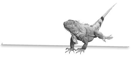 Иллюстрация к книге — Записки путешествующего ветеринара: нескучные истории о диких пациентах  [i_062.jpg]