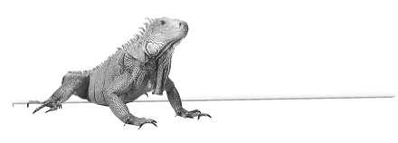 Иллюстрация к книге — Записки путешествующего ветеринара: нескучные истории о диких пациентах  [i_063.jpg]