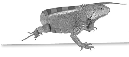 Иллюстрация к книге — Записки путешествующего ветеринара: нескучные истории о диких пациентах  [i_064.jpg]