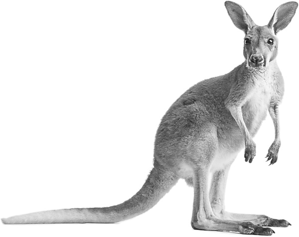 Иллюстрация к книге — Записки путешествующего ветеринара: нескучные истории о диких пациентах  [i_069.jpg]