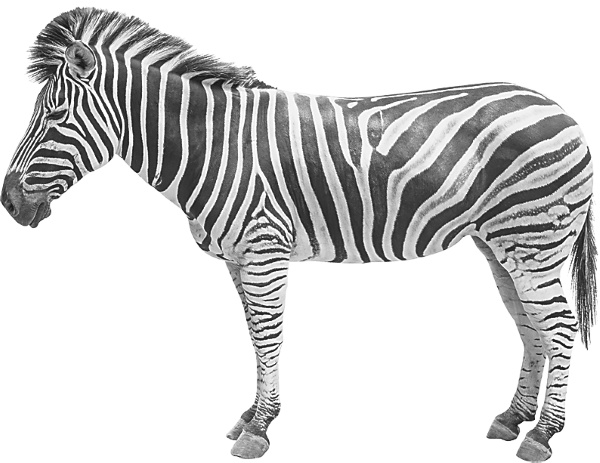 Иллюстрация к книге — Записки путешествующего ветеринара: нескучные истории о диких пациентах  [i_074.jpg]