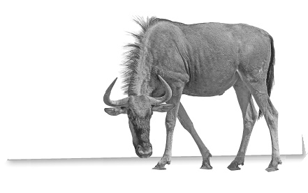 Иллюстрация к книге — Записки путешествующего ветеринара: нескучные истории о диких пациентах  [i_084.jpg]