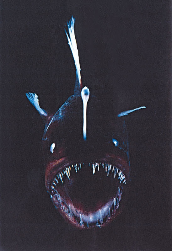 Иллюстрация к книге — Что знает рыба. Внутренний мир наших подводных собратьев [i_004.jpg]