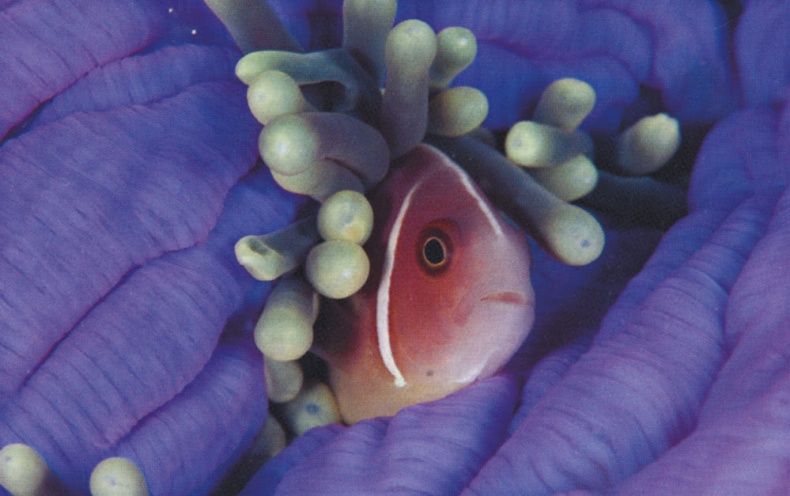 Иллюстрация к книге — Что знает рыба. Внутренний мир наших подводных собратьев [i_006.jpg]