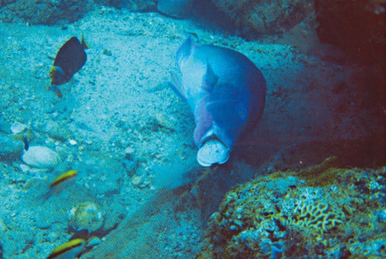 Иллюстрация к книге — Что знает рыба. Внутренний мир наших подводных собратьев [i_007.jpg]