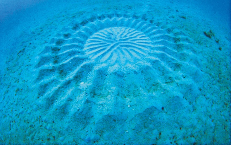 Иллюстрация к книге — Что знает рыба. Внутренний мир наших подводных собратьев [i_008.jpg]