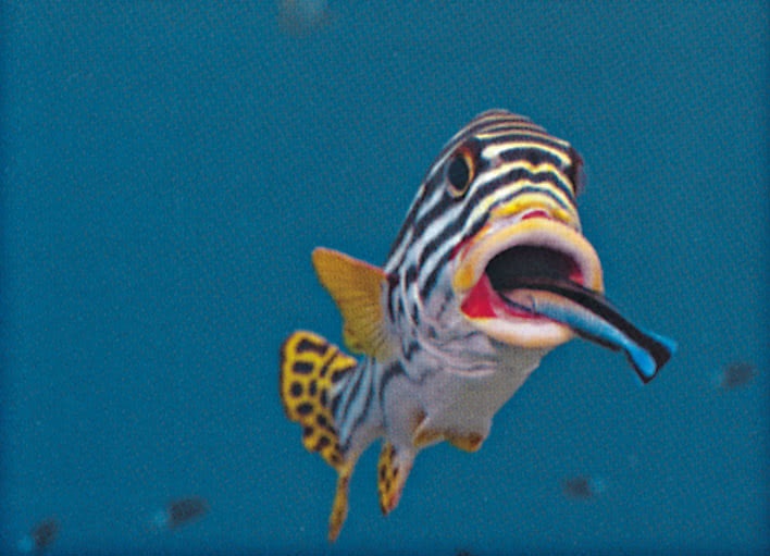 Иллюстрация к книге — Что знает рыба. Внутренний мир наших подводных собратьев [i_010.jpg]