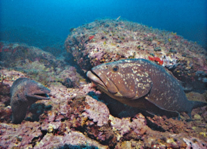 Иллюстрация к книге — Что знает рыба. Внутренний мир наших подводных собратьев [i_011.jpg]