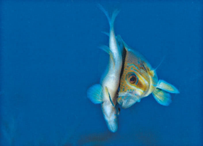 Иллюстрация к книге — Что знает рыба. Внутренний мир наших подводных собратьев [i_012.jpg]