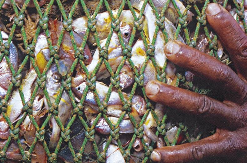 Иллюстрация к книге — Что знает рыба. Внутренний мир наших подводных собратьев [i_014.jpg]