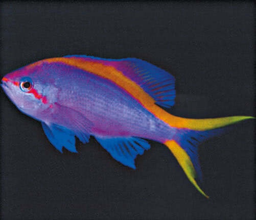 Иллюстрация к книге — Что знает рыба. Внутренний мир наших подводных собратьев [i_015.jpg]