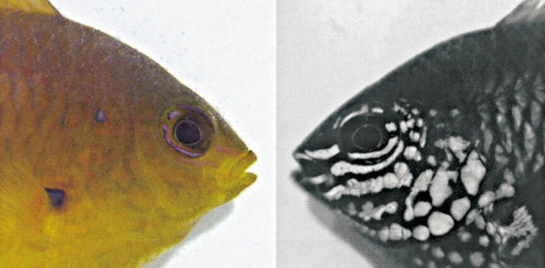 Иллюстрация к книге — Что знает рыба. Внутренний мир наших подводных собратьев [i_016.jpg]