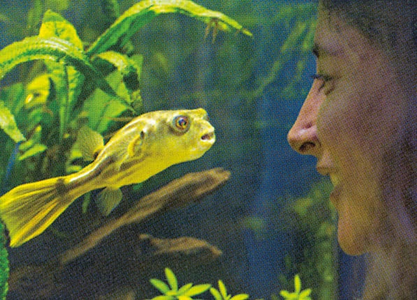 Иллюстрация к книге — Что знает рыба. Внутренний мир наших подводных собратьев [i_018.jpg]