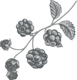 Иллюстрация к книге — Мои двадцать пять лет в Провансе [i_001.jpg]