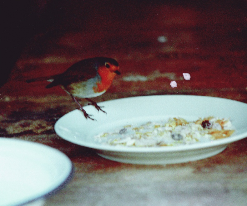 Иллюстрация к книге — Мои двадцать пять лет в Провансе [i_033.jpg]