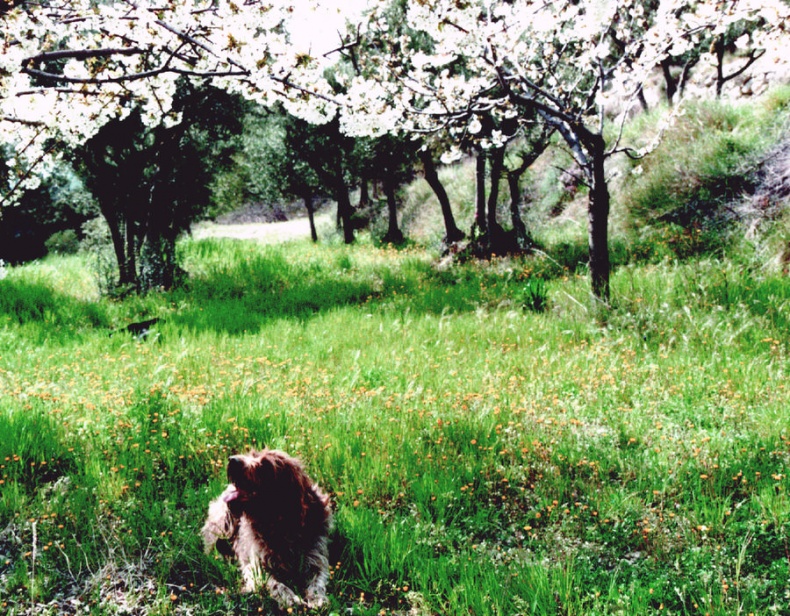 Иллюстрация к книге — Мои двадцать пять лет в Провансе [i_042.jpg]