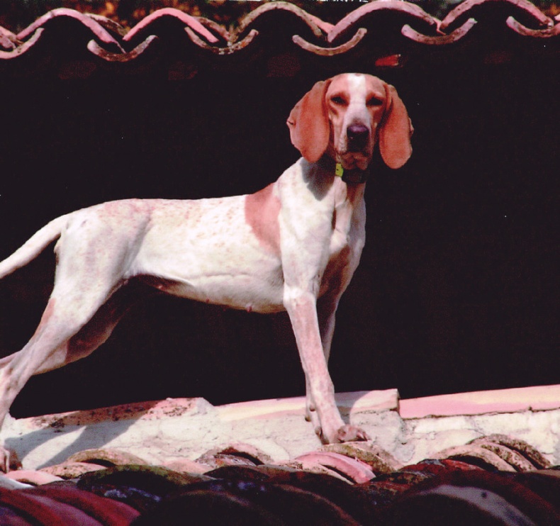 Иллюстрация к книге — Мои двадцать пять лет в Провансе [i_043.jpg]