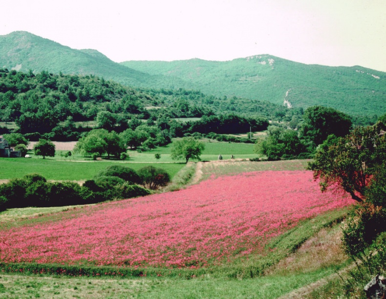 Иллюстрация к книге — Мои двадцать пять лет в Провансе [i_044.jpg]