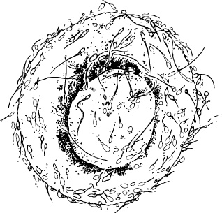 Иллюстрация к книге — Невероятная случайность бытия. Эволюция и рождение человека [i_002.jpg]