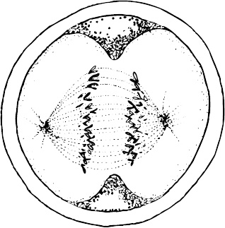 Иллюстрация к книге — Невероятная случайность бытия. Эволюция и рождение человека [i_003.jpg]