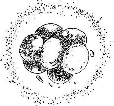 Иллюстрация к книге — Невероятная случайность бытия. Эволюция и рождение человека [i_004.jpg]