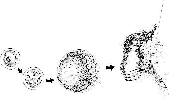 Иллюстрация к книге — Невероятная случайность бытия. Эволюция и рождение человека [i_005.jpg]
