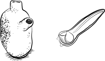 Иллюстрация к книге — Невероятная случайность бытия. Эволюция и рождение человека [i_007.jpg]