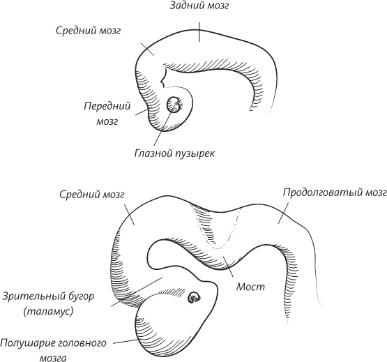 Иллюстрация к книге — Невероятная случайность бытия. Эволюция и рождение человека [i_018.jpg]