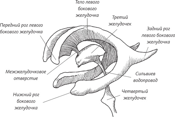 Иллюстрация к книге — Невероятная случайность бытия. Эволюция и рождение человека [i_027.jpg]