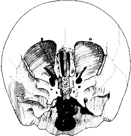 Иллюстрация к книге — Невероятная случайность бытия. Эволюция и рождение человека [i_028.jpg]