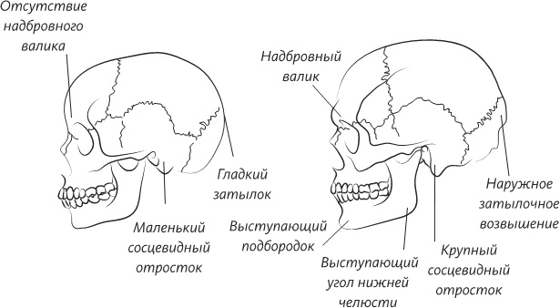 Иллюстрация к книге — Невероятная случайность бытия. Эволюция и рождение человека [i_029.jpg]