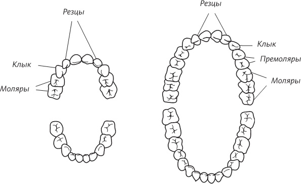Иллюстрация к книге — Невероятная случайность бытия. Эволюция и рождение человека [i_030.jpg]