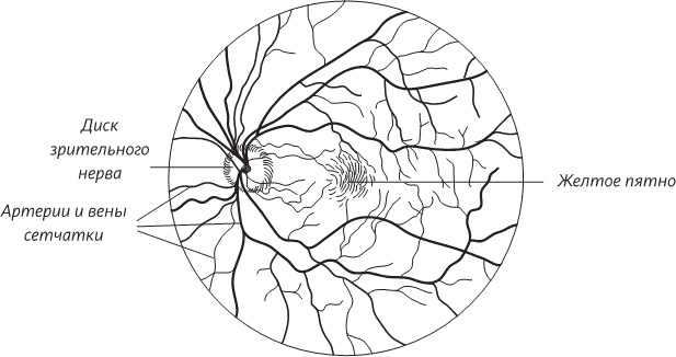 Иллюстрация к книге — Невероятная случайность бытия. Эволюция и рождение человека [i_036.jpg]