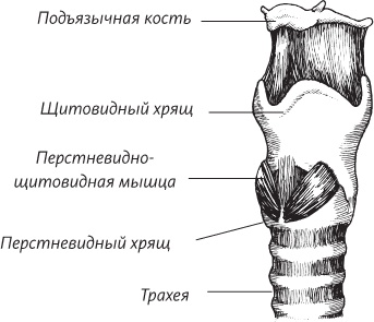 Иллюстрация к книге — Невероятная случайность бытия. Эволюция и рождение человека [i_037.jpg]