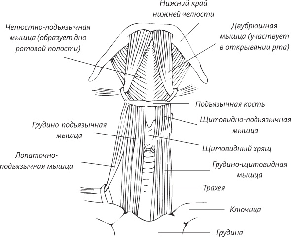 Иллюстрация к книге — Невероятная случайность бытия. Эволюция и рождение человека [i_038.jpg]