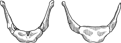 Иллюстрация к книге — Невероятная случайность бытия. Эволюция и рождение человека [i_039.jpg]