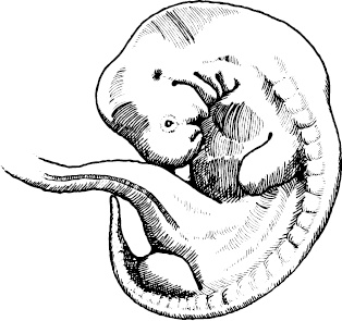 Иллюстрация к книге — Невероятная случайность бытия. Эволюция и рождение человека [i_043.jpg]